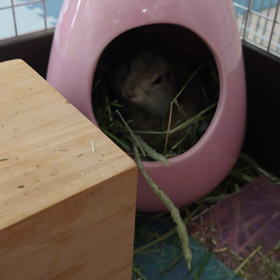 ワカケの声のほうがの画像