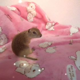 べべ美ちゃんの画像