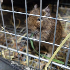 でぐおくんバージョンの画像