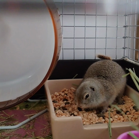 ぶりぶりの画像