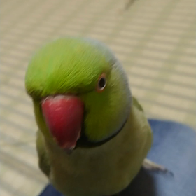 ウサギとインコはの画像