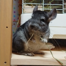 チモシーの画像