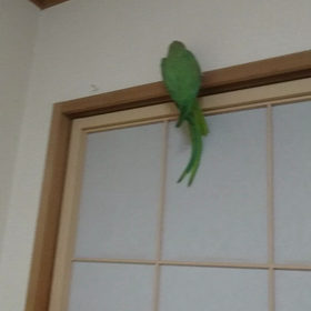 呼ぶとの画像