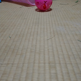 何種類？何匹？の画像
