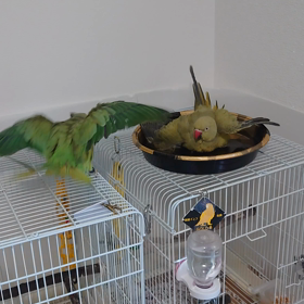 シブキを浴びる漢の画像