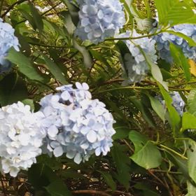紫陽花の画像