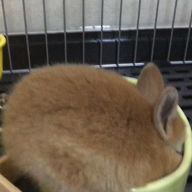 癒やし動画コレクションパート1の画像