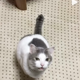 まろんロスから復活出来ないの画像