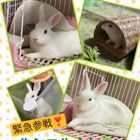 保護うさぎさんに逢おうの会の画像