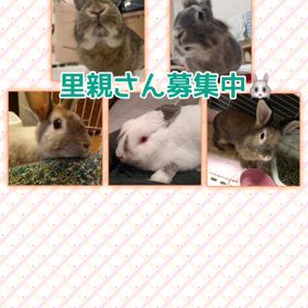 3/24(日)❗️保護うさぎさんに逢いに来ませんか？の画像
