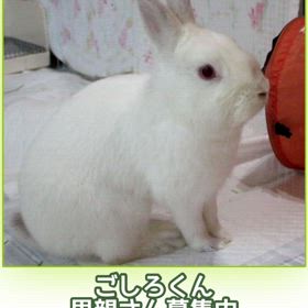 白うさぎさんフェチの方いませんかの画像