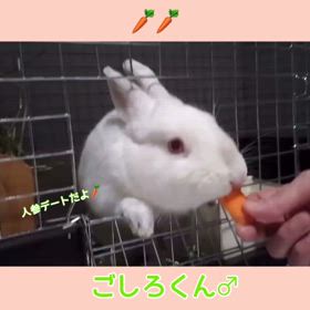再びの！保護うさぎさんに逢おうの会♪の画像