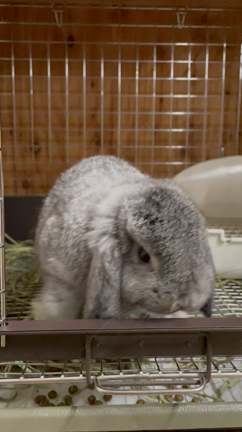 うさちゃん紹介！ 埼玉県加須市 うさぎ専門店 うさうさラビトリーの記事動画