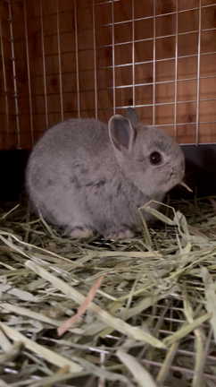 うさちゃん紹介！ 埼玉県加須市 うさぎ専門店 うさうさラビトリーの記事動画