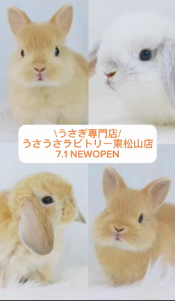 『明日、東松山店オープン致します』ブリーダー直営うさぎ専門店うさうさラビトリー所沢店の記事動画
