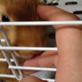 ジャッカルの舐めの画像