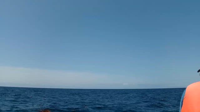 2026.5.25 第8回　今年はクジラが多いのか！の記事動画