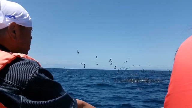 2026.5.25 第8回　今年はクジラが多いのか！の記事動画