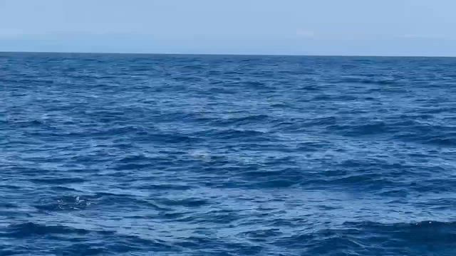 2026.6.10  第11回　ハナゴンドウみつけましたの記事動画
