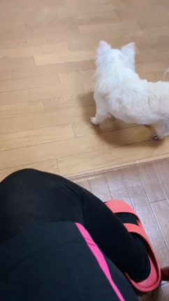 死んだ犬に会いたいの記事動画