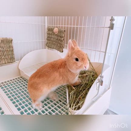 おうちにあるもので…の記事動画