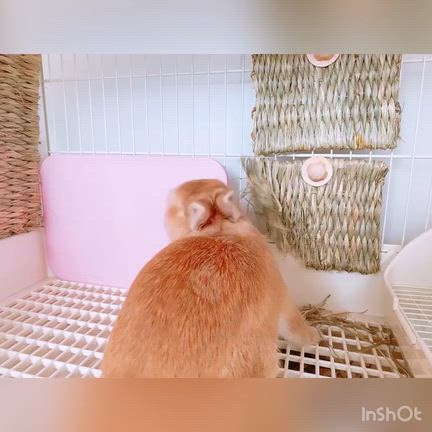 荒ぶるうさぎΣ(っﾟΘﾟ;)っの記事動画
