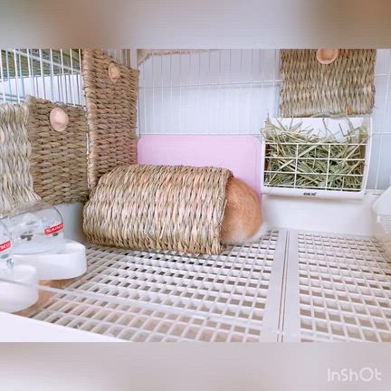 穴うさぎだものの記事動画