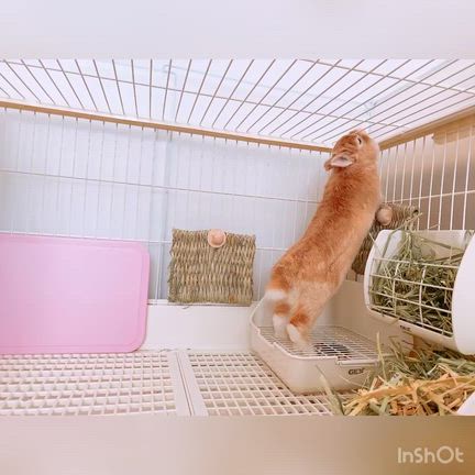 わざとかじる？の記事動画