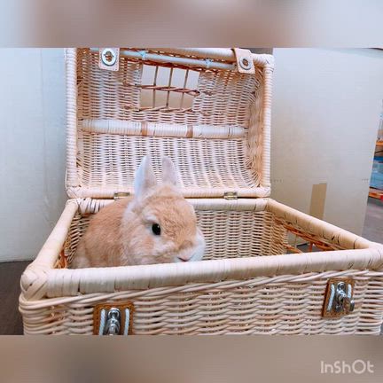 うしくんの記事動画