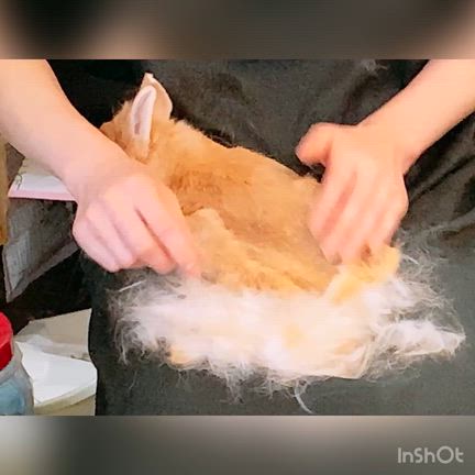 びっくり大換毛期Σ(￣。￣ﾉ)ﾉの記事動画