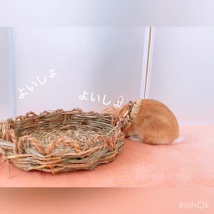 見ててほしいうさぎの記事動画