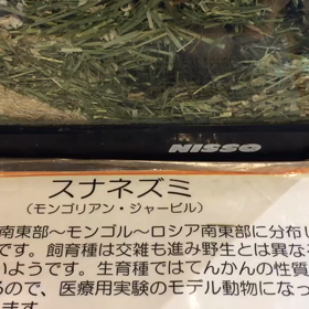 スナネズミの画像