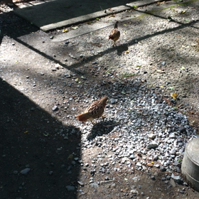 高尾山の鳥の画像
