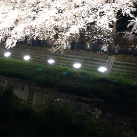 野川のライトアップのきっかけの画像