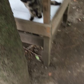  布多天神社の猫様の画像