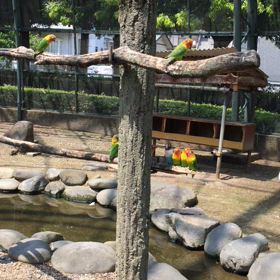 小鳥の楽園の画像