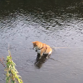 しば犬の行水の画像