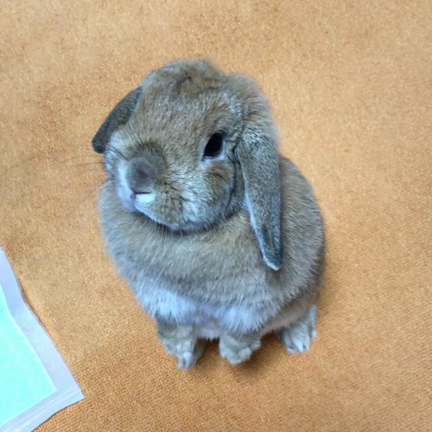 今日の記事動画
