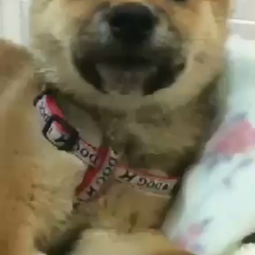 犬のつぶやき！の画像