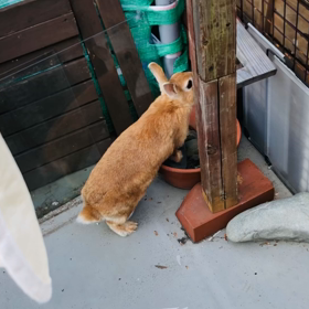 目が離せないひこのべらんぽの画像
