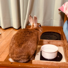 久しぶりに撮れたよ～ひこのあくび«٩(*´ ꒳ `*)۶»の画像
