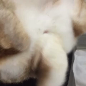 ちっぽダンスでコロナウイルスぶっ飛ばせぇ～(*´∀`)♪の画像