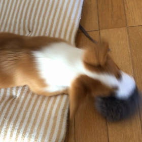 コーギーちゃんとシュシュの画像