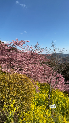 河津桜♪菜の花とのコラボ♪の記事動画