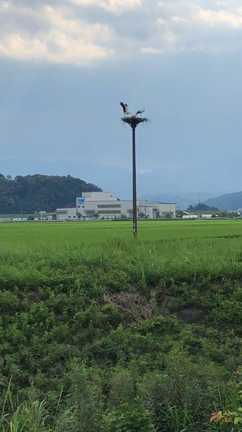 コウノトリ‼️飛んだ❣️の記事動画