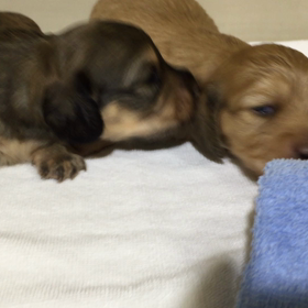 ダックス、サラの赤ちゃん、の画像