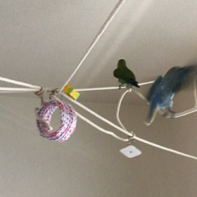 初めての同時放鳥の画像