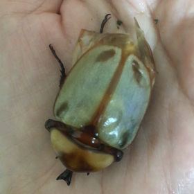 ヨツボシヒナカブト 羽化の画像