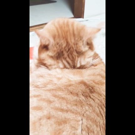 頭で考える事も大切なのは分かっちゃいるのよの記事動画
