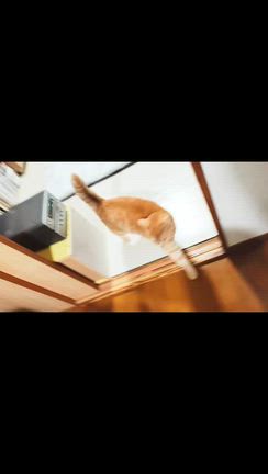 今朝ガリ子が来てくれて、かぁしゃん泣きそうになりましたよの記事動画